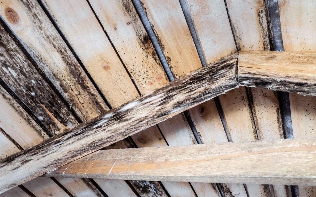 Mold on wood beams due to condensation 